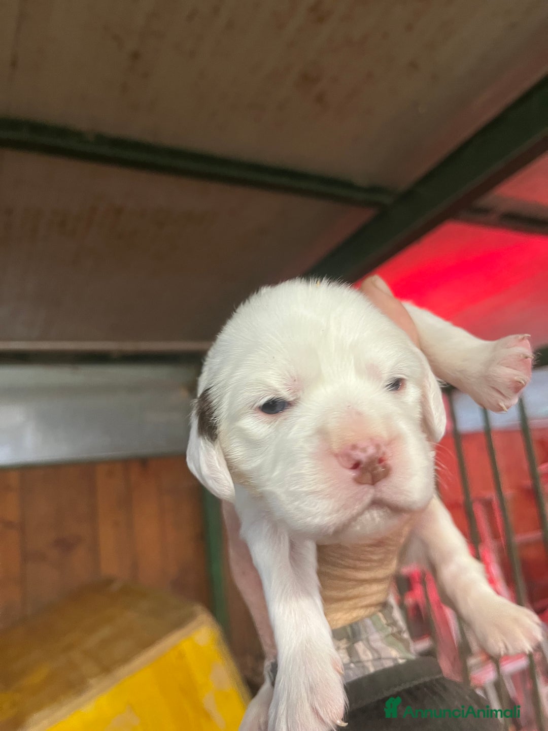 Setter Inglese cani in vendita: Cuccioli setter inglese  - Annuncio 1