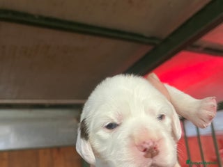 Setter Inglese cani Cuccioli setter inglese - Annuncio 3