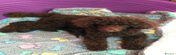 Barboncino Toy cani in vendita: Barboncino Toy marrone e nero  - Annuncio 2
