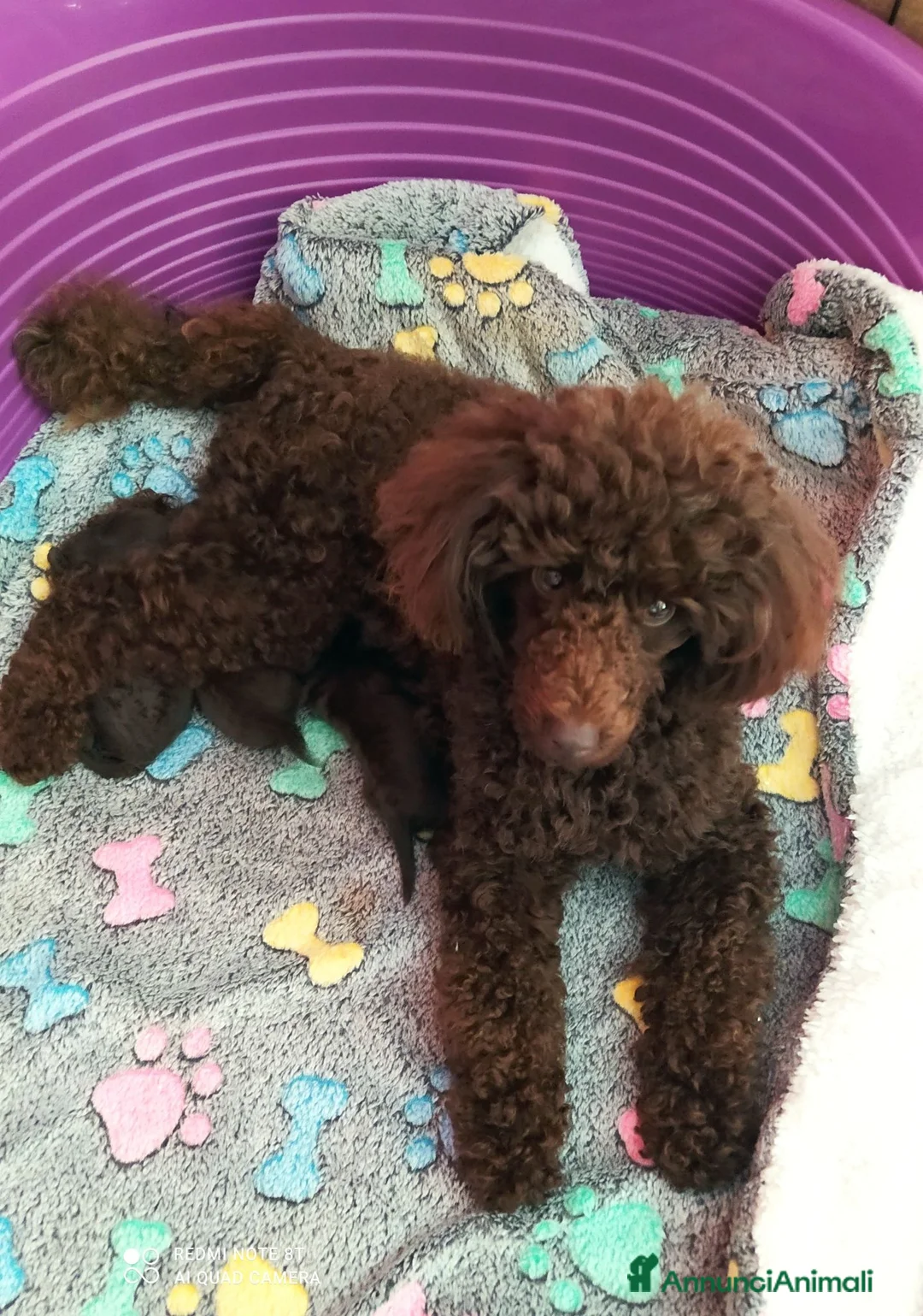 Barboncino Toy cani in vendita: Barboncino Toy marrone e nero  - Annuncio 2