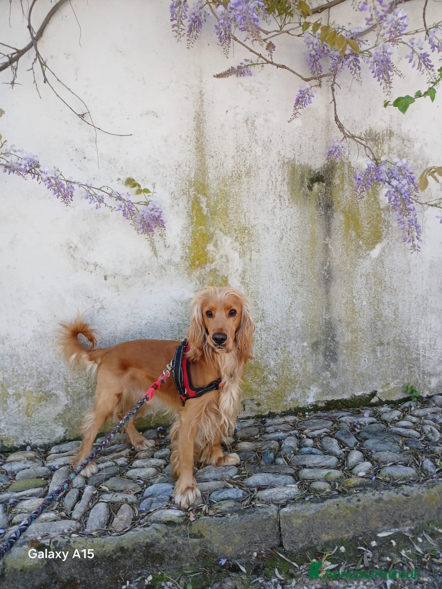 Cocker cani Cerco Cocker Spaniel Femmina per accoppiamento  - Annuncio 14