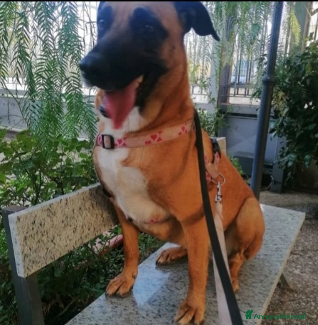 Meticcio cani in regalo: Gaia mix Malinois 3anni sola tutto il giornoNAPOLI a Città metropolitana di Milano - Annuncio 8
