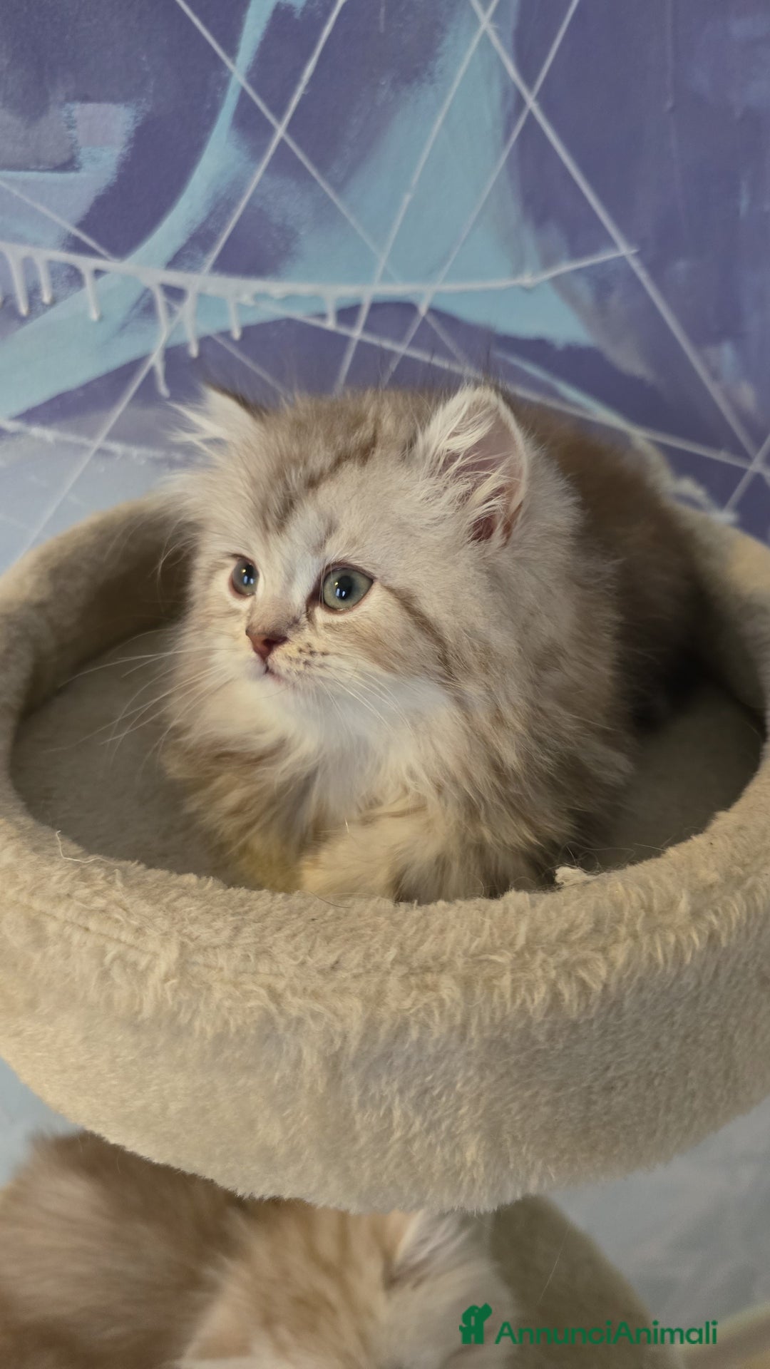 Scottish gatti in vendita: Scottish Fold e Straight  - Annuncio 4