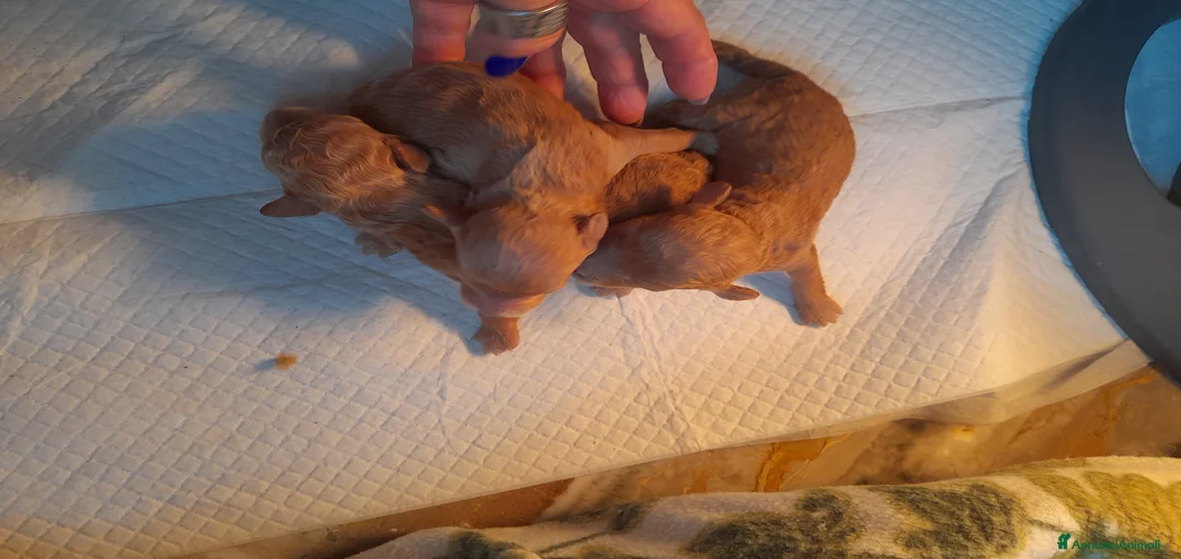 Immagine della galleria {{count}}