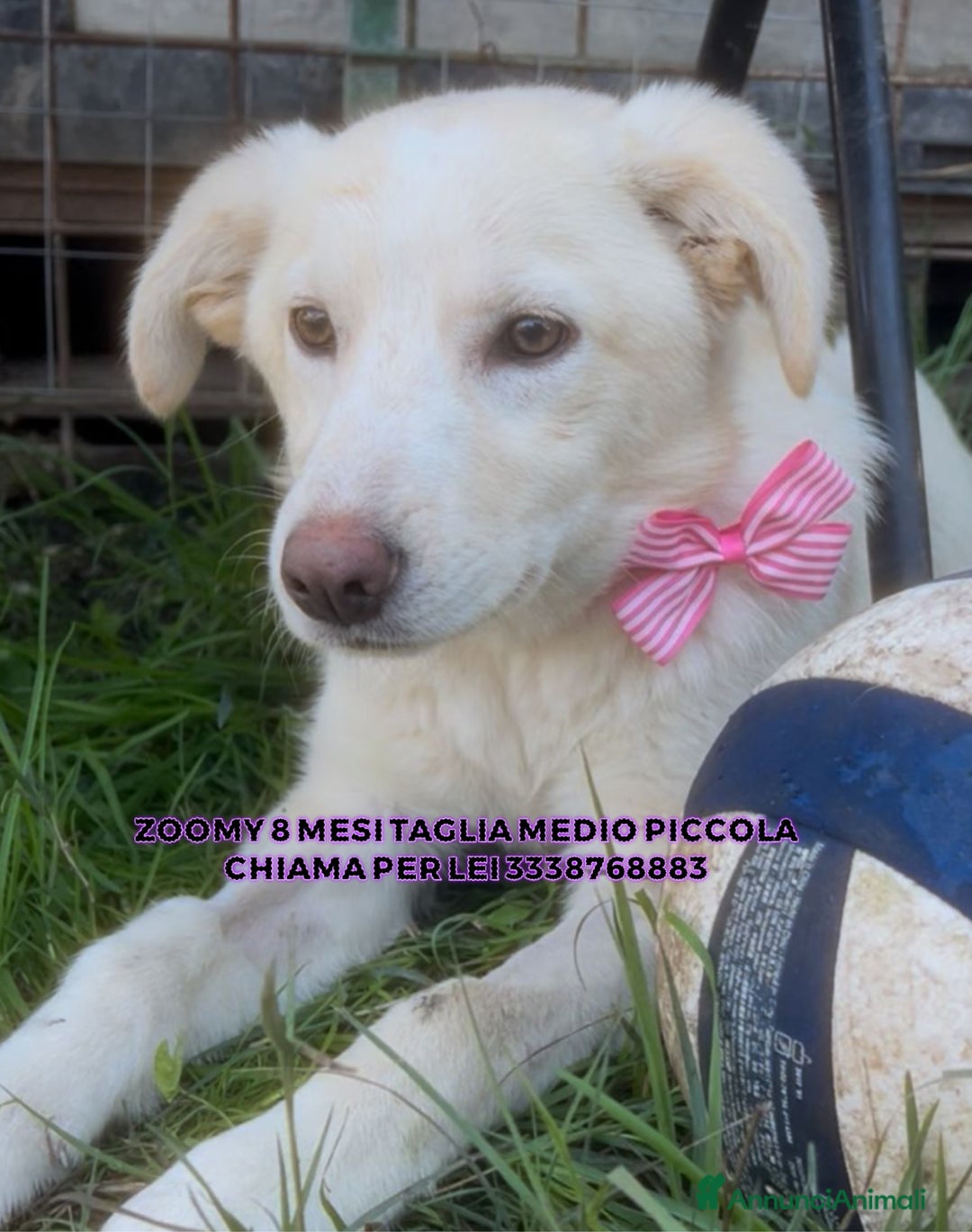 Meticcio cani in regalo: Zoomy cucciola di 8 mesi tg medio piccola  - Annuncio 2