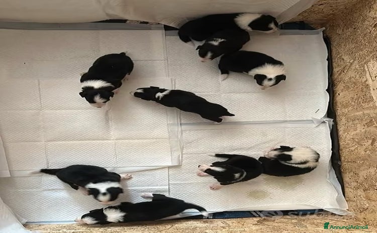 Border Collie cani - Annuncio 9