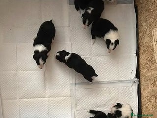 Border Collie cani Vendita cucciola di Border Collie - Annuncio 30