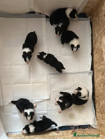 Border Collie cani - Annuncio 9