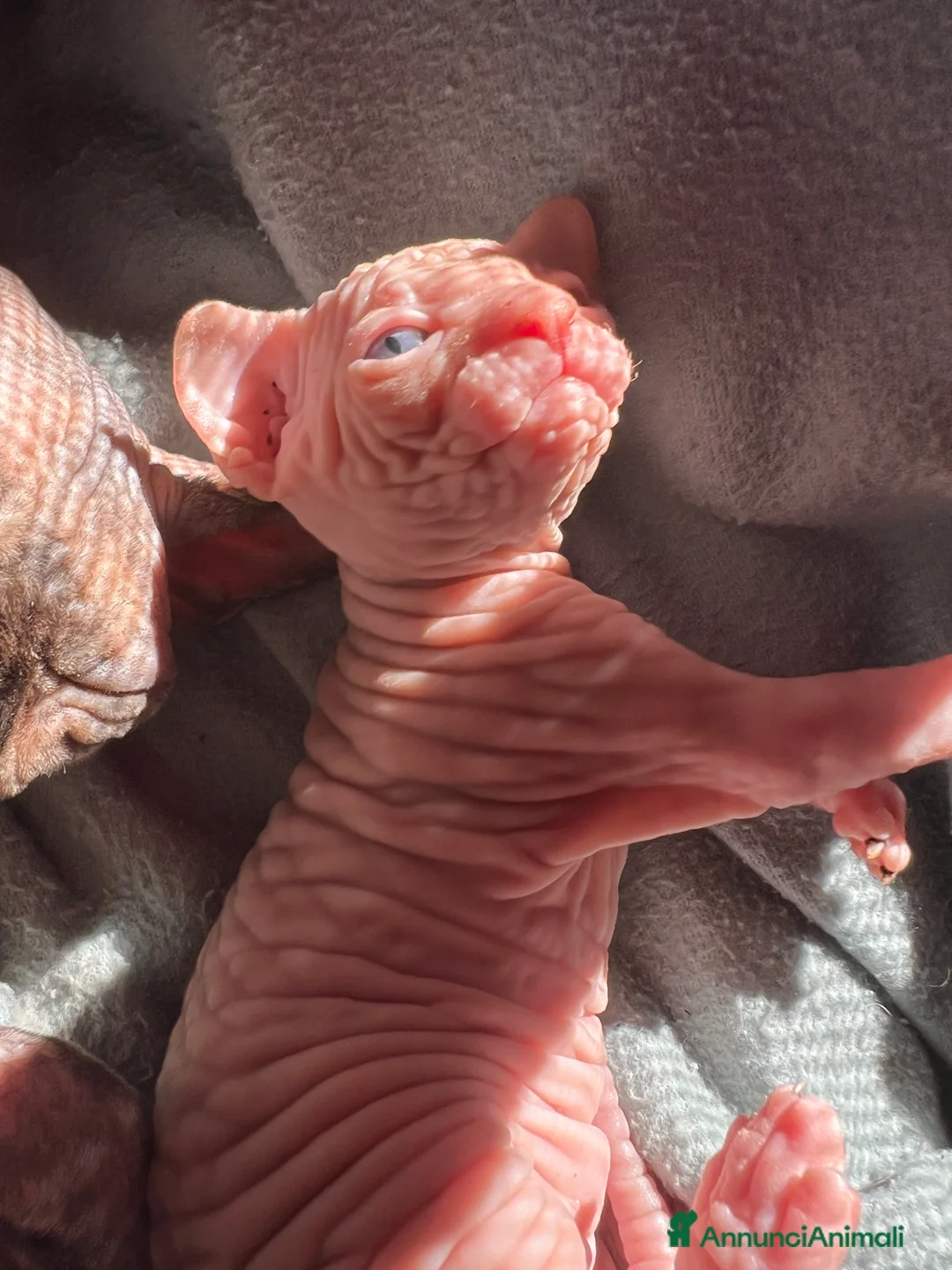 Sphynx gatti in vendita: Sphynx  a Città metropolitana di Roma Capitale - Annuncio 3