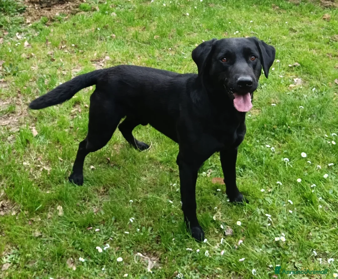 Labrador cani in vendita: Cuccioli di Labrador (Linee da Lavoro) Aprile 2026 a Provincia di Treviso - Annuncio 2