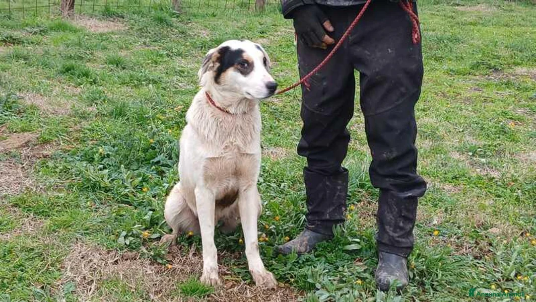 Meticcio cani in regalo: ARAMIS HA BISOGNO DI TE, IN ADOZIONE - Annuncio 4