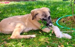 Pastore dell’Anatolia cani in regalo: Adozione splendido cucciolo 3 mesi taglia grande a Città Metropolitana di Torino - Immagine 8