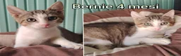Meticcio gatti in regalo: MICINI URGENTE: TEMPO SCADUTO  a Provincia di Arezzo - Annuncio 3