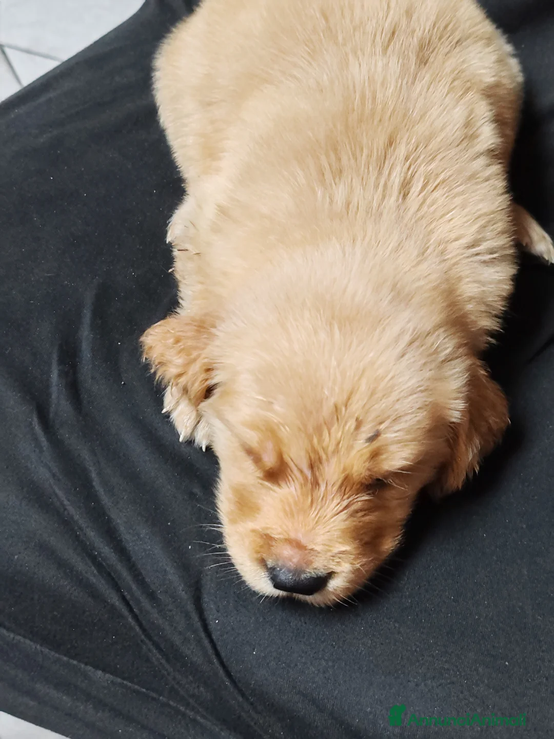 Golden Retriever cani in vendita: Cuccioli golden retriever - Annuncio 6