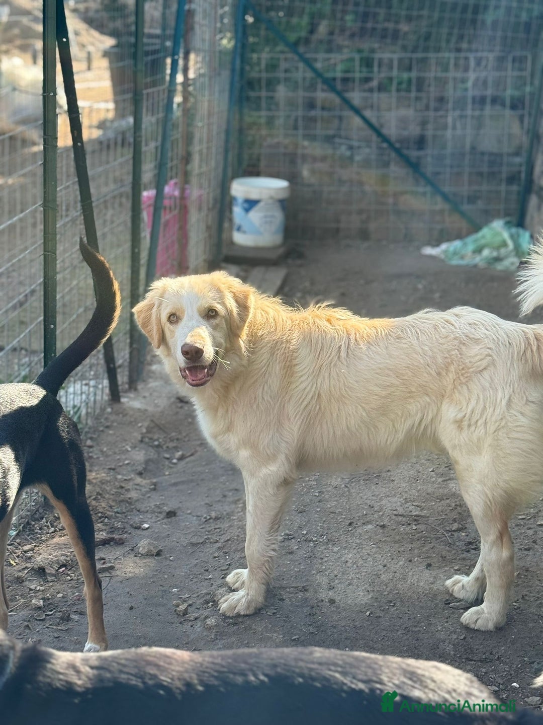 Meticcio cani in regalo: ARGO, COSÌ BELLO, NON LO VUOLE NESSUNO!?!?! - Annuncio 4