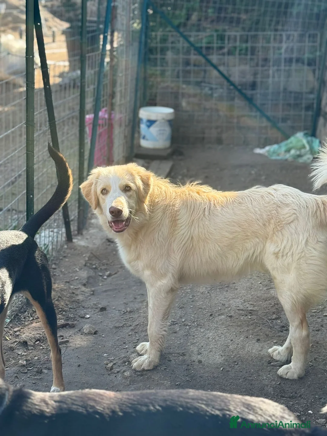 Meticcio cani in regalo: ARGO, COSÌ BELLO, NON LO VUOLE NESSUNO!?!?! - Annuncio 4