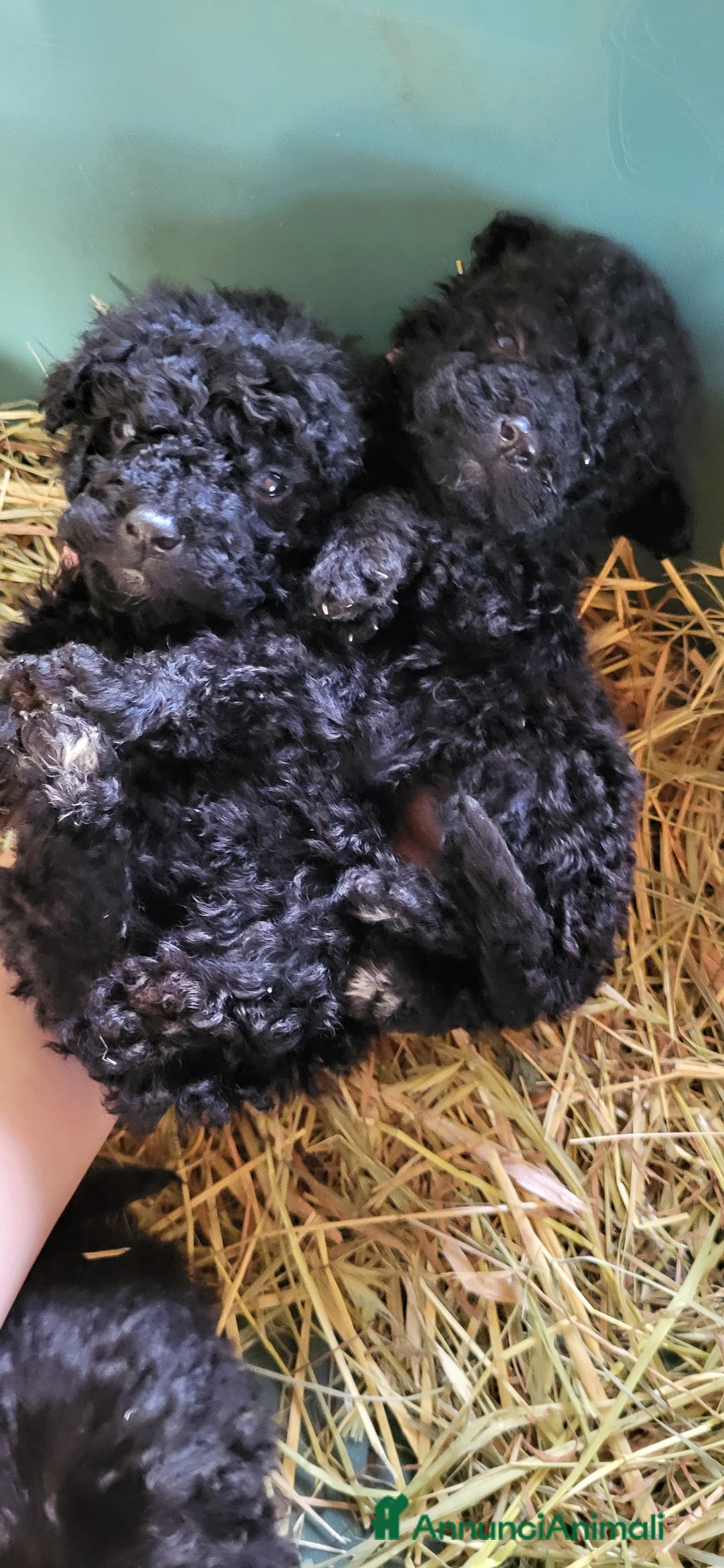 Barboncino cani in vendita: Cuccioli barboncino nano  - Annuncio 4