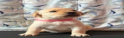 Labrador cani in vendita: Cuccioli Labrador Retriever  a Ente di decentramento regionale di Udine - Annuncio 7