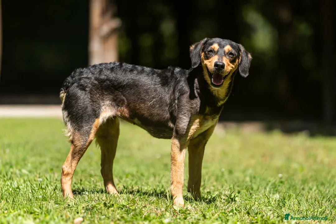 Meticcio cani in regalo: LULU' TRADITA DA CHI PIU' AMAVA, IN ADOZIONE - Annuncio 2