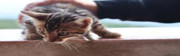 Bengala gatti in vendita: Cuccioli Bengala a Provincia di Cosenza - Annuncio 29