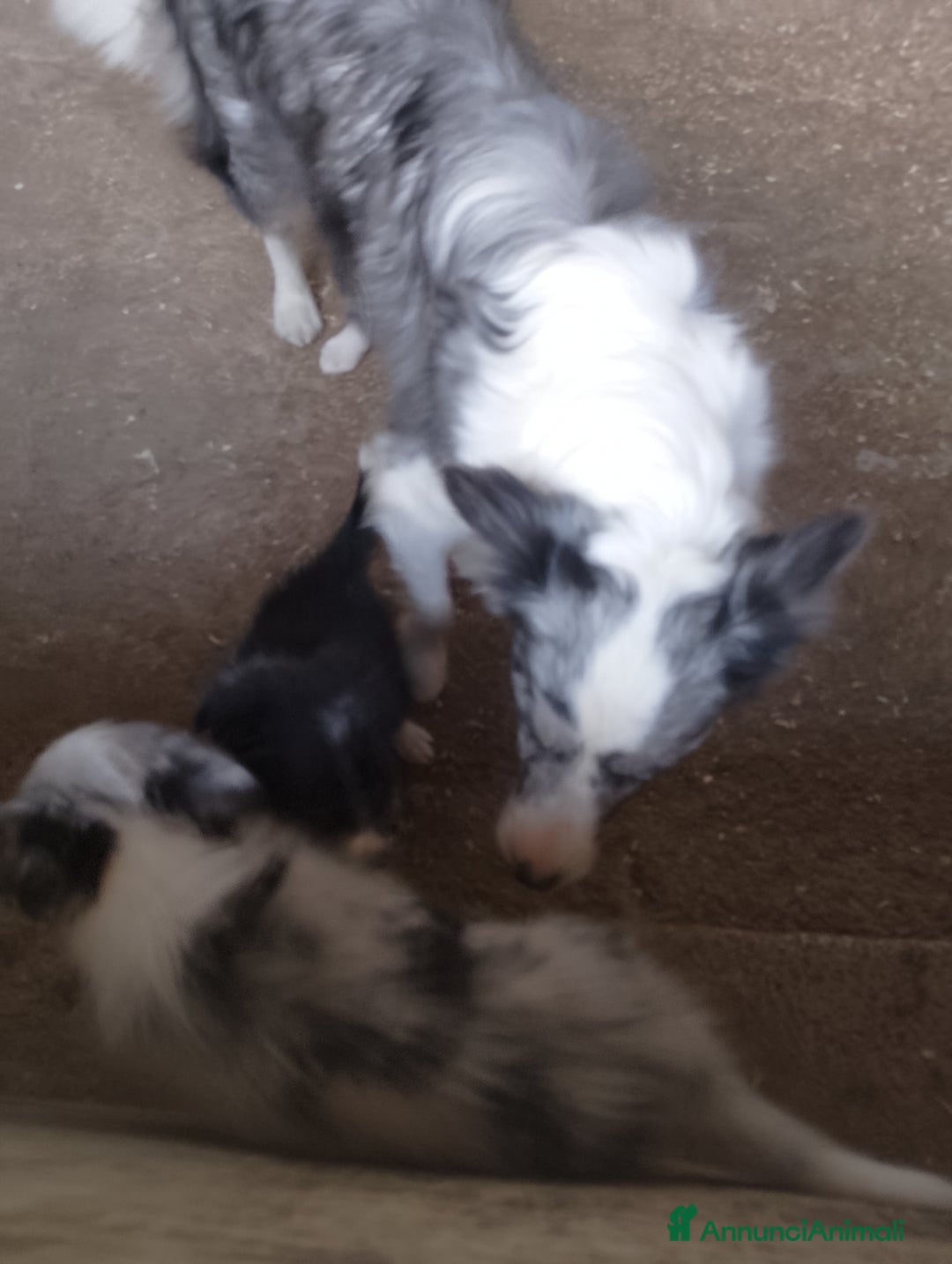 Border Collie cani in vendita: Border collie - Annuncio 3