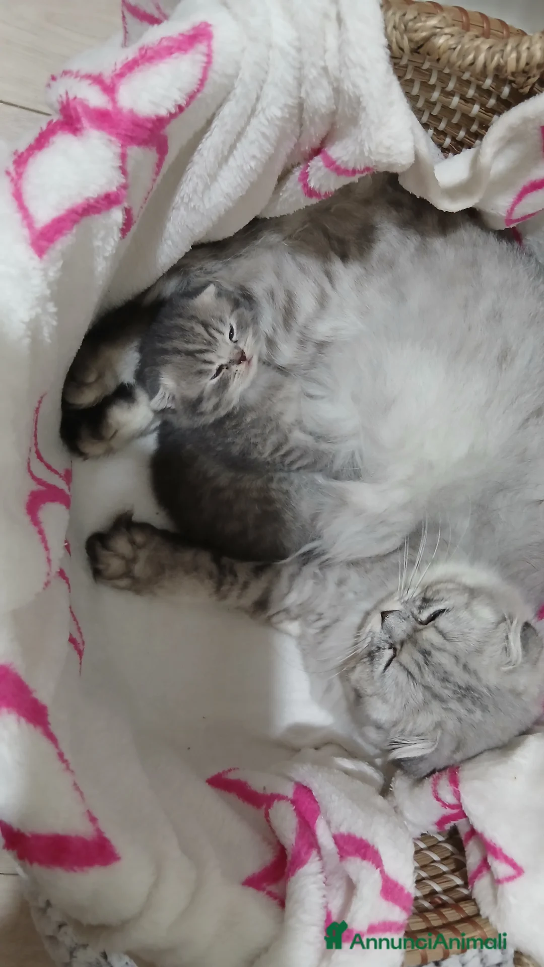 Scottish gatti in vendita: Cucciolo Schottish femmina  - Annuncio 2