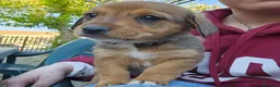 Meticcio cani in vendita: 4 cuccioline a Provincia di Chieti - Annuncio 12