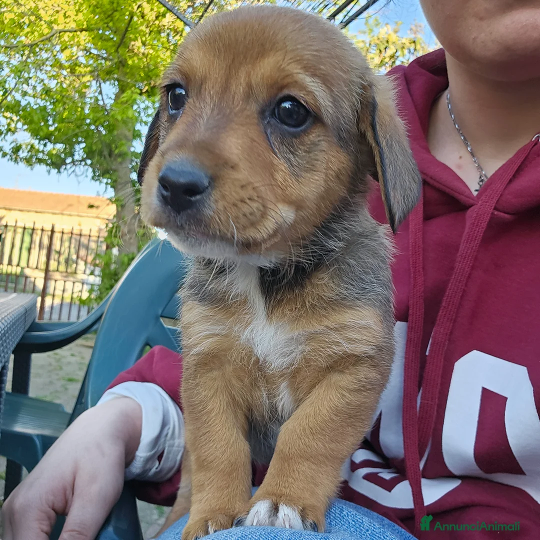 Meticcio cani in vendita: 4 cuccioline a Provincia di Chieti - Annuncio 12