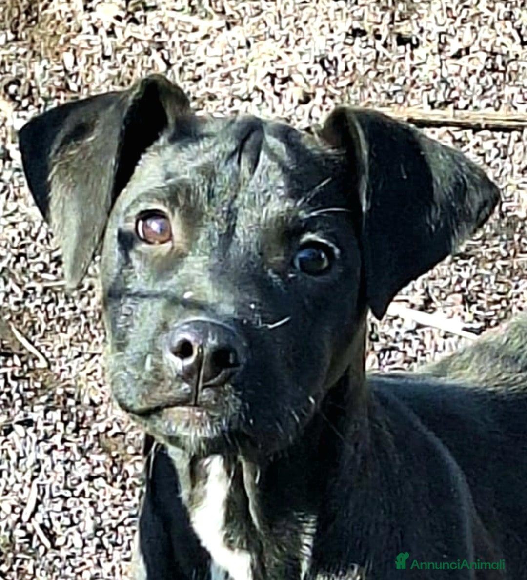 Pitbull cani in regalo: Micky cucciolo adorabile - Annuncio 2