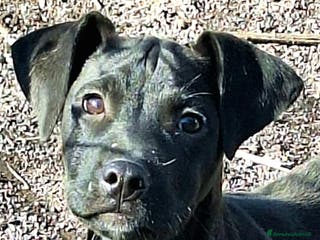 Pitbull cani Micky cucciolo adorabile - Annuncio 7