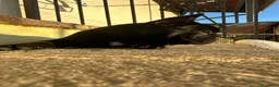 Bulldog Francese cani in vendita: bulldog francese nero tigrato  - Annuncio 14