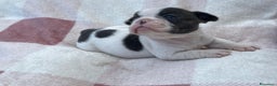 Bulldog Francese cani in vendita: Cuccioli bulldog francese esotici blu - Annuncio 19
