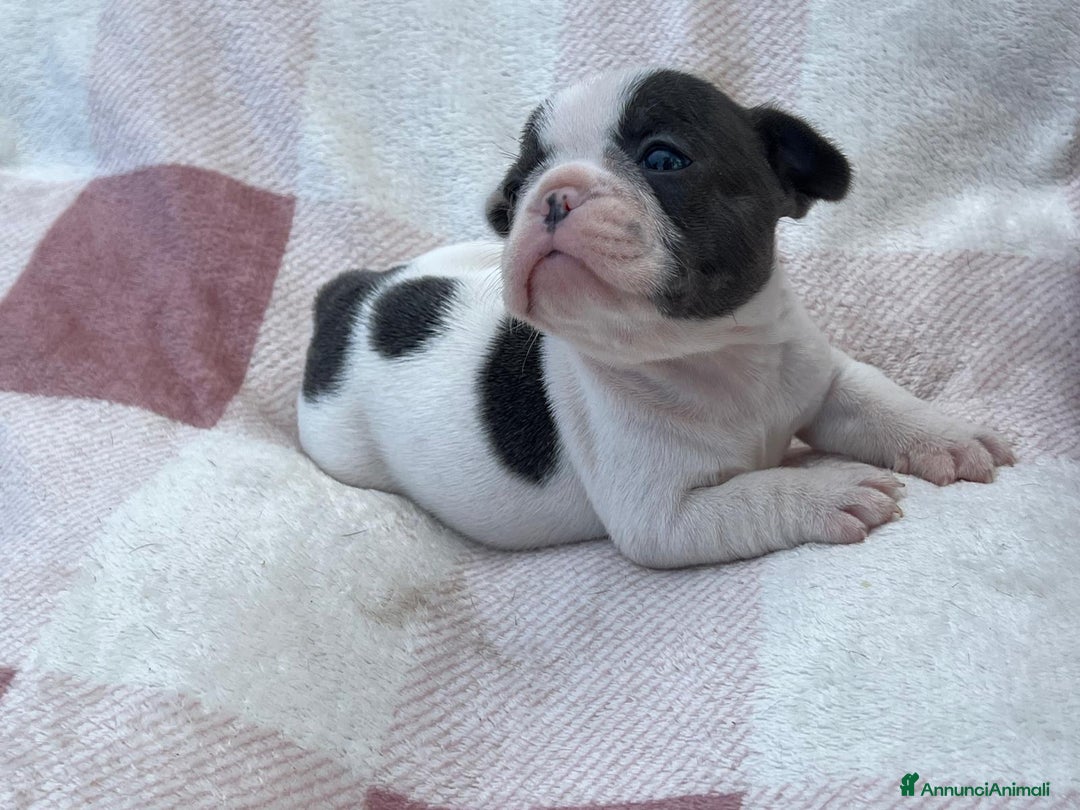Bulldog Francese cani in vendita: Cuccioli bulldog francese esotici blu - Annuncio 19