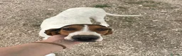 Meticcio cani in regalo: ADOTTACI - Annuncio 12