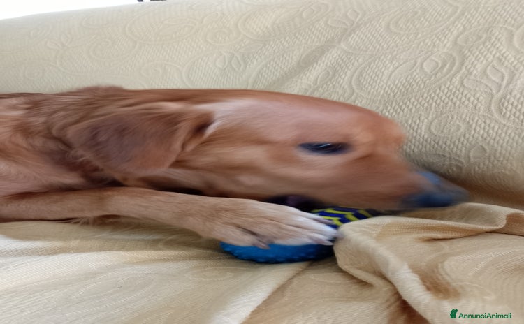 Meticcio cani a Provincia di Novara - Annuncio 13