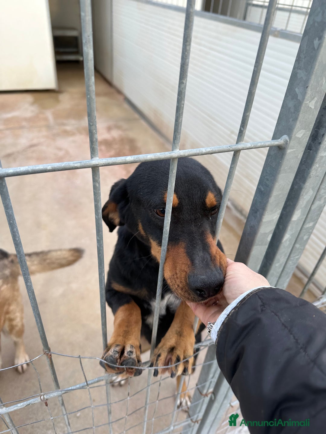 Meticcio cani in regalo: Pietro  - Annuncio 1