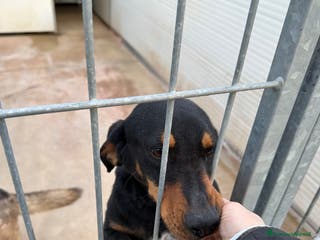 Meticcio cani Pietro - Annuncio 1