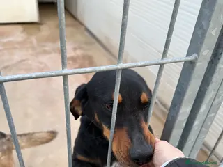 Meticcio cani Pietro - Annuncio 9