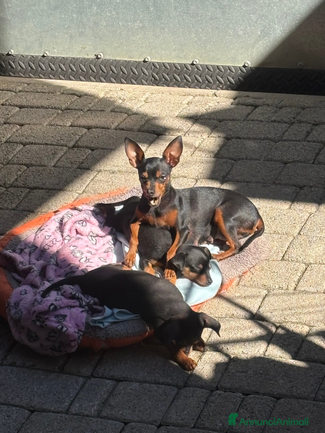 Pinscher Miniatura cani in vendita: disponibile ultimo maschietto Prague Ratter - Annuncio 3