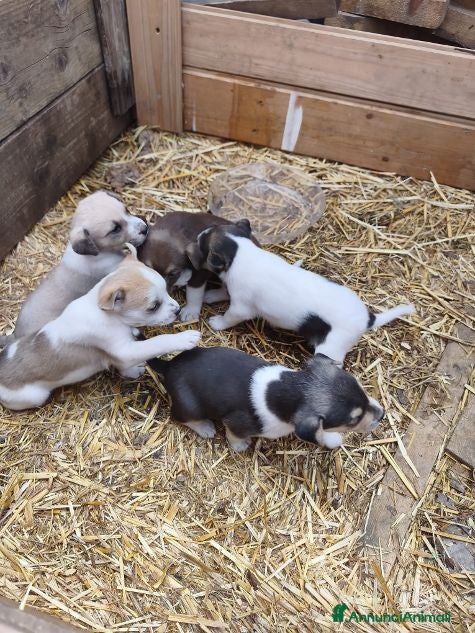 Meticcio cani 5 belle sorelline futura tg media - Annuncio 2