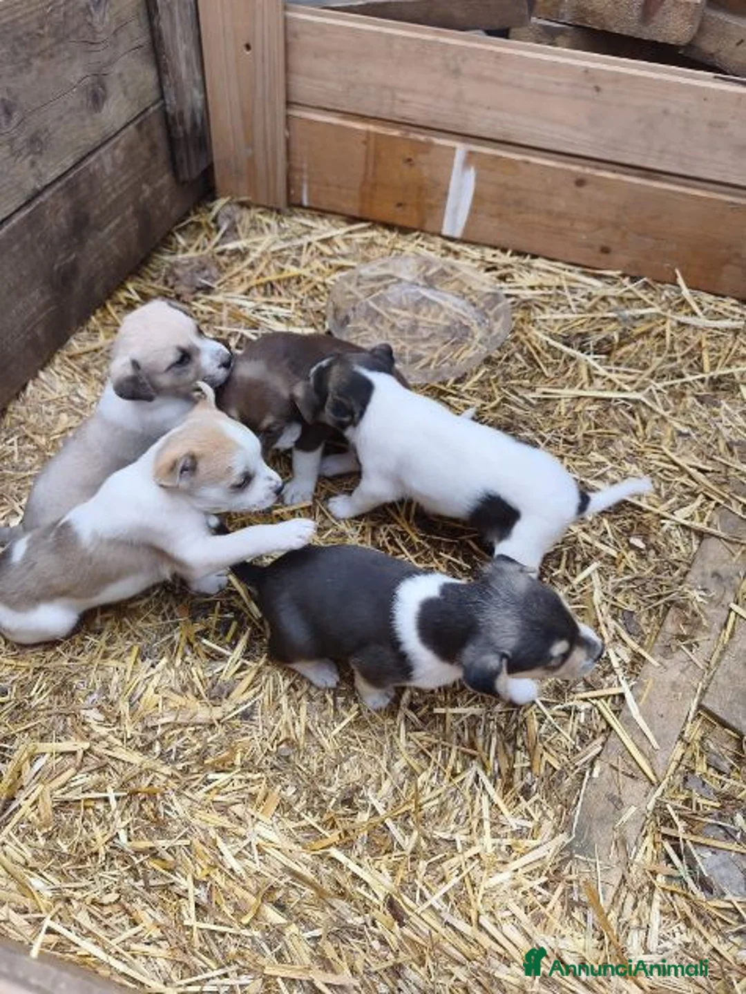 Meticcio cani in regalo: 5 belle sorelline futura tg media a Città metropolitana di Milano - Annuncio 1