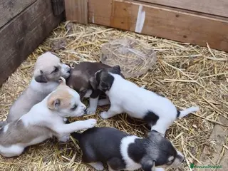 Meticcio cani 5 belle sorelline futura tg media - Annuncio 2