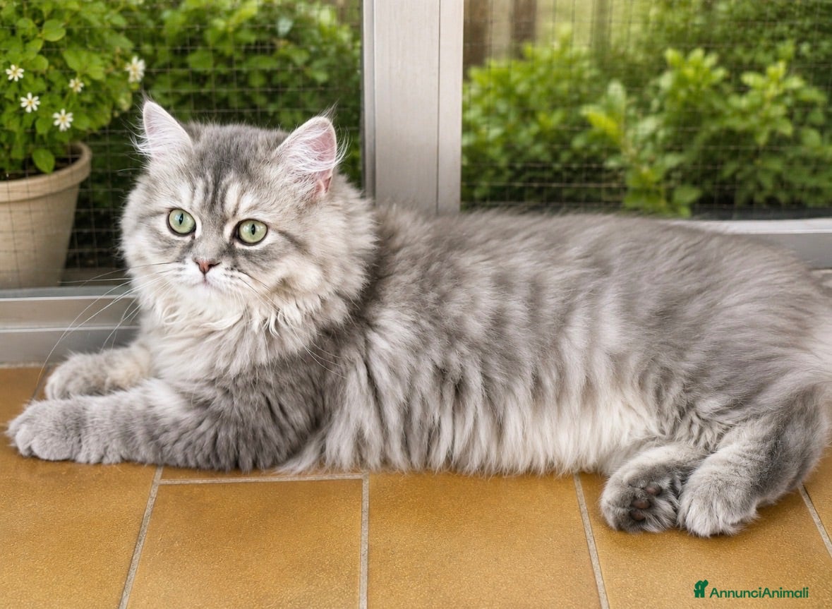 Persiano gatti Dolce cucciola di persiano  - Annuncio 4