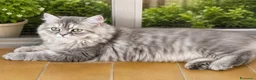 Persiano gatti in vendita: Dolce cucciola di persiano  - Annuncio 1