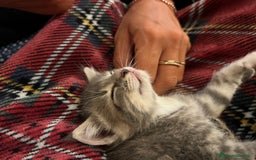 Altre razze gatti in regalo: Pepe maschio - Annuncio 1