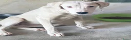 Meticcio cani in regalo: Alice a Città Metropolitana di Genova - Annuncio 1