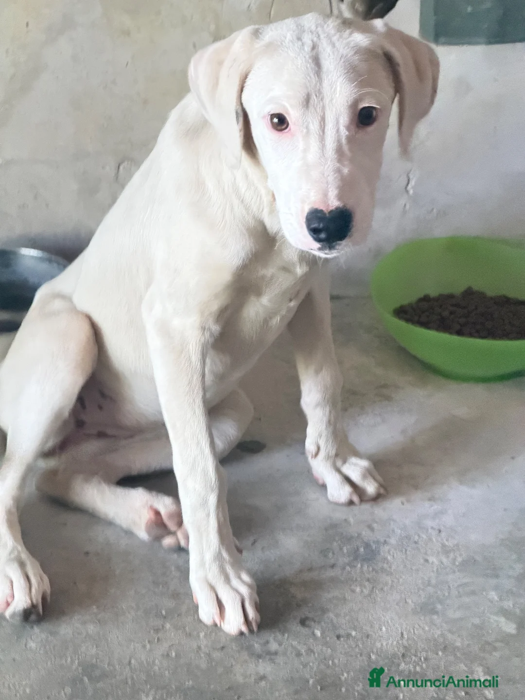 Meticcio cani in regalo: Alice a Città Metropolitana di Genova - Annuncio 1