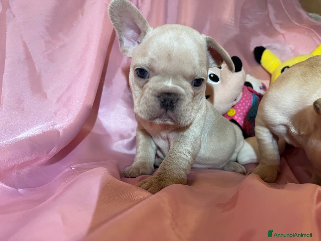 Bulldog Francese cani in vendita: Cuccioli bulldog francese esotico - Annuncio 2