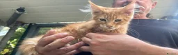 Maine Coon gatti in vendita: Bellissimo cucciolo di Maine coon, manto rosso - Annuncio 4