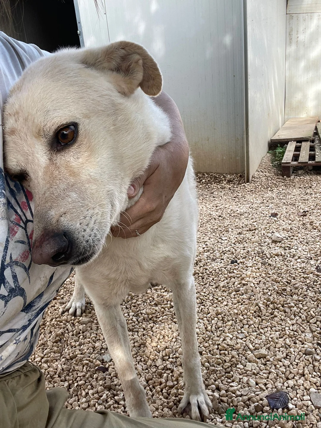 Meticcio cani in regalo: GLI OCCHIONI DOLCI DI SUSY - Annuncio 8